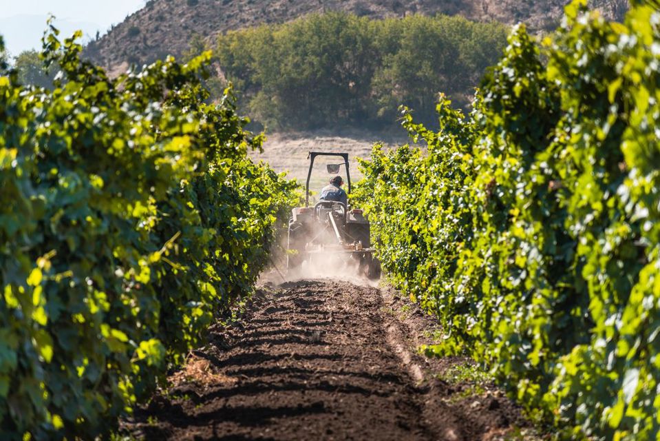 Haras De Pirque: Vinhedo Orgânico E Degustação De Vinhos Icônicos foto 6
