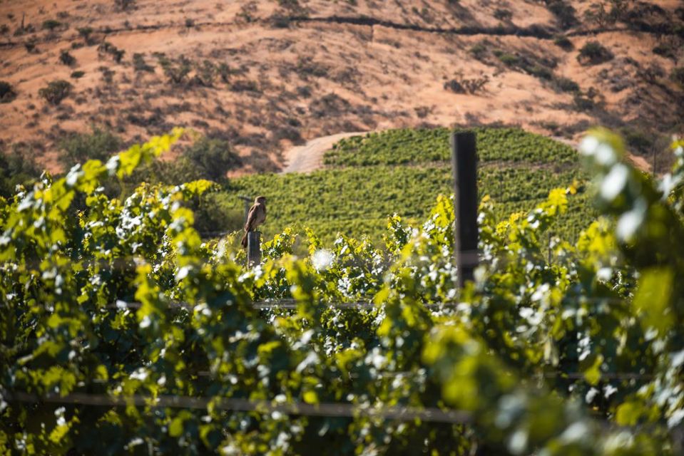 Haras De Pirque: Vinhedo Orgânico E Degustação De Vinhos Icônicos foto 4