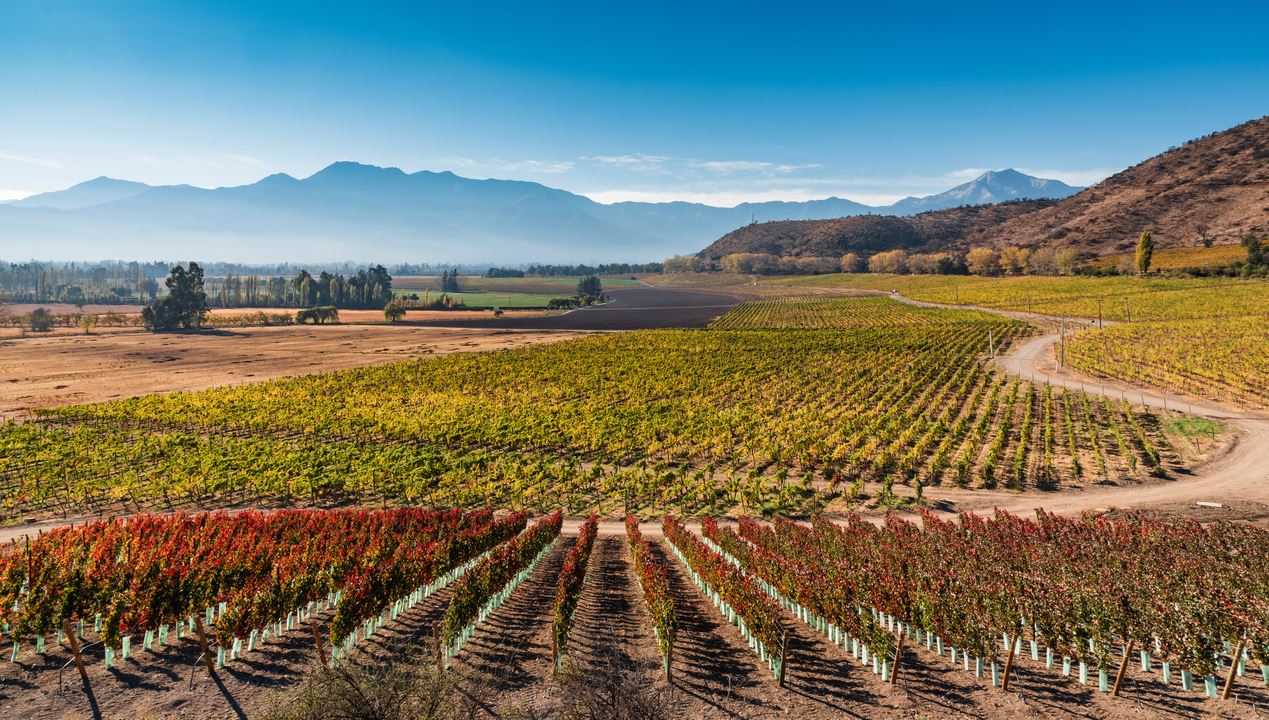 Haras De Pirque: Organic Vineyard Iconic Wine Tasting (0)