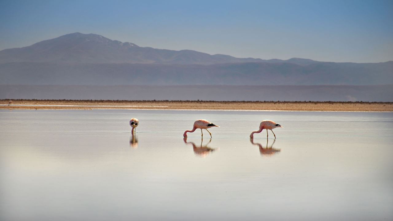Lo Mejor De Chile De Norte A Sur foto 21