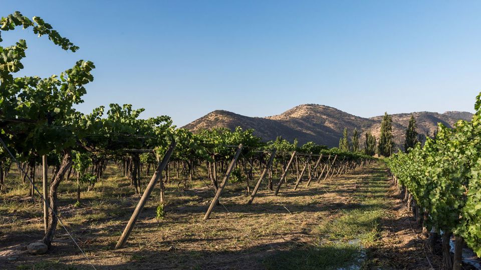 Tour To Santa Rita Vineyard From Santiago foto 10