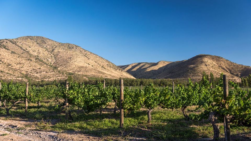 Tour To Santa Rita Vineyard From Santiago foto 9