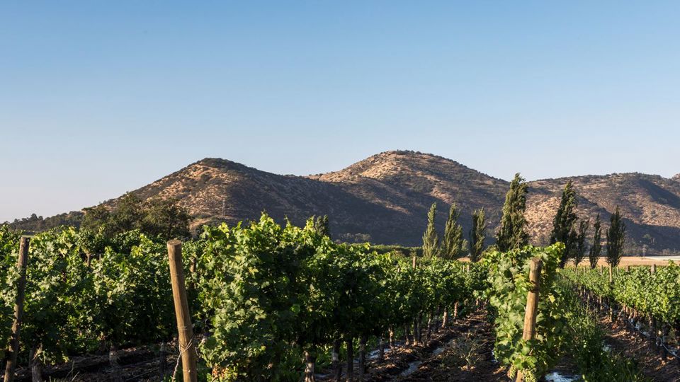 Tour To Santa Rita Vineyard From Santiago foto 5