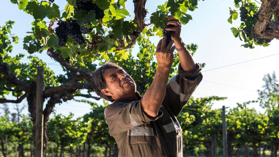Tour To Santa Rita Vineyard From Santiago foto 8