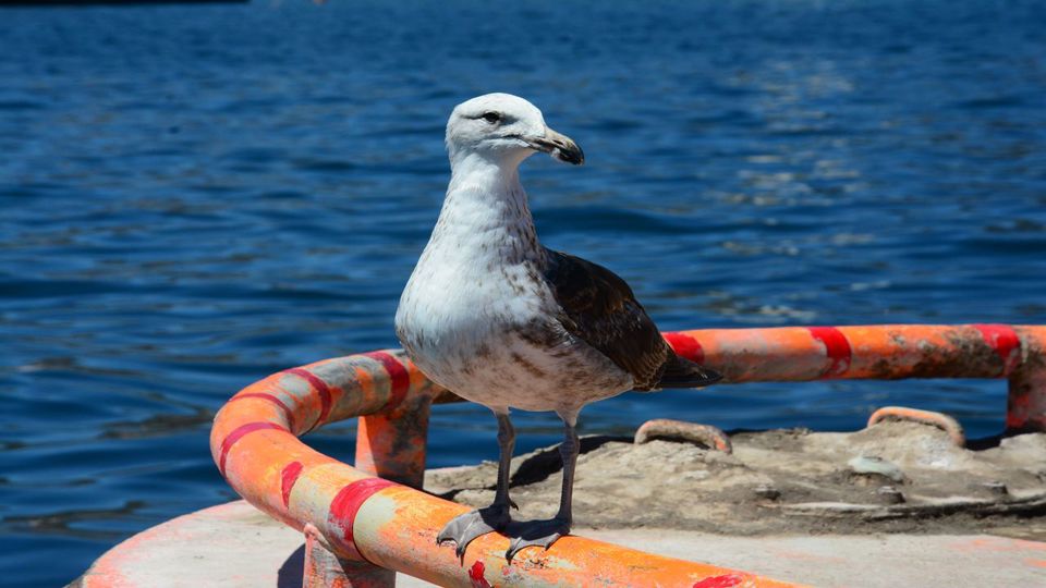 Passeio A Valparaíso E Viña Del Mar. foto 28