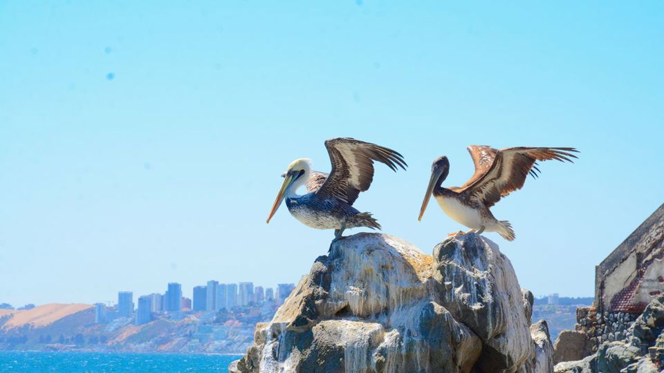 Passeio A Valparaíso E Viña Del Mar. foto 29