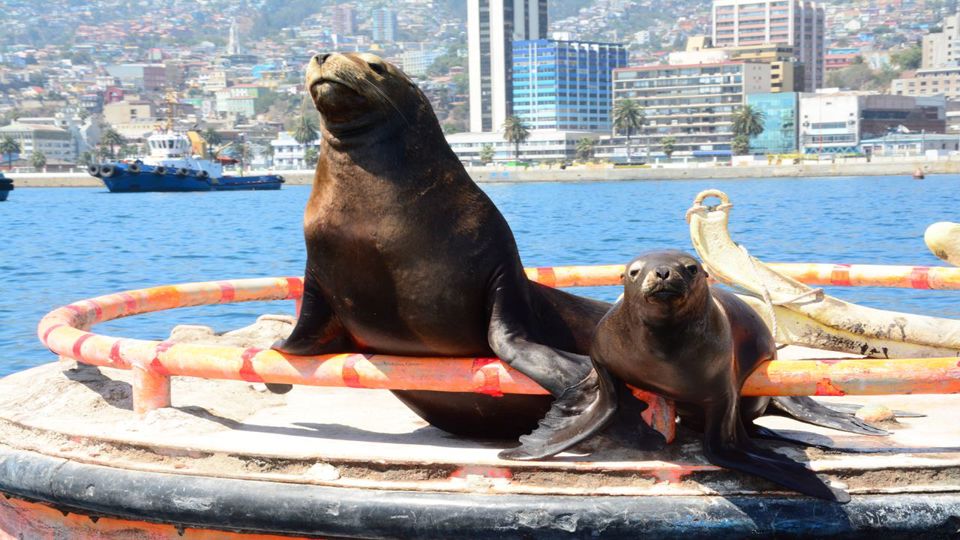 Passeio A Valparaíso E Viña Del Mar. foto 12