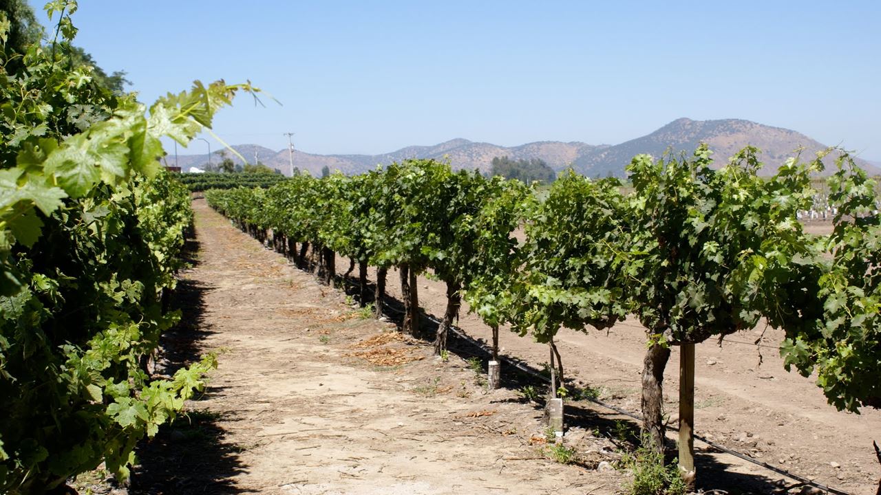 Tour E Degustação Na Vinícola Concha Y Toro (0)