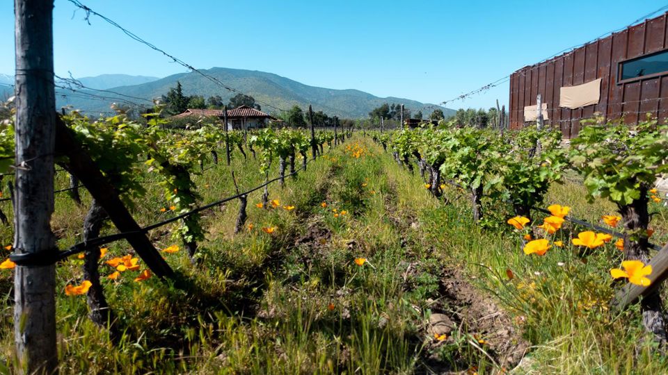 Wine Tour And Tasting - Casablanca Valley Boutique Vineyards foto 7