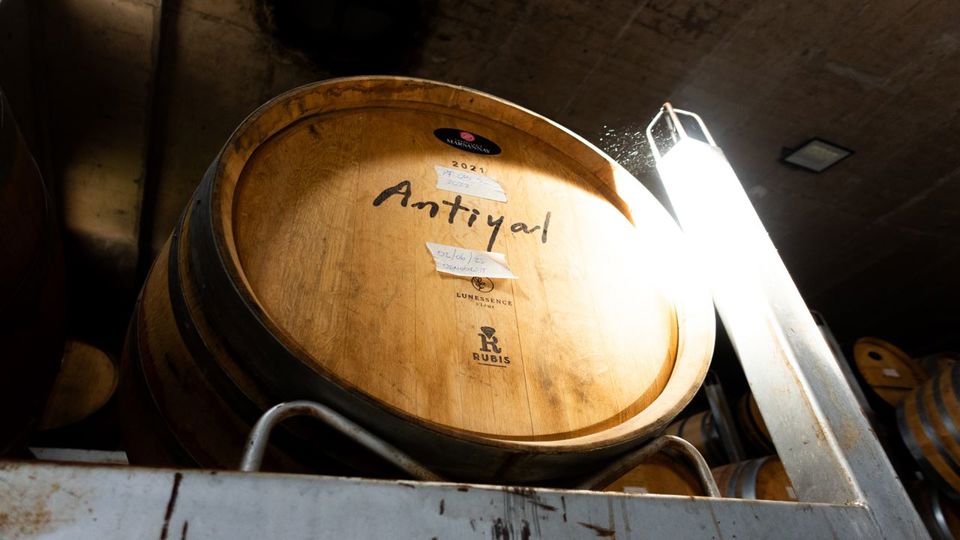 Wine Tour And Tasting - Casablanca Valley Boutique Vineyards foto 3