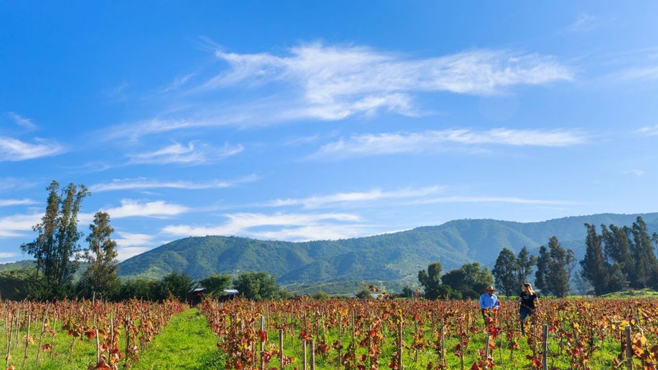 Wine Tour And Tasting - Casablanca Valley Boutique Vineyards foto 5