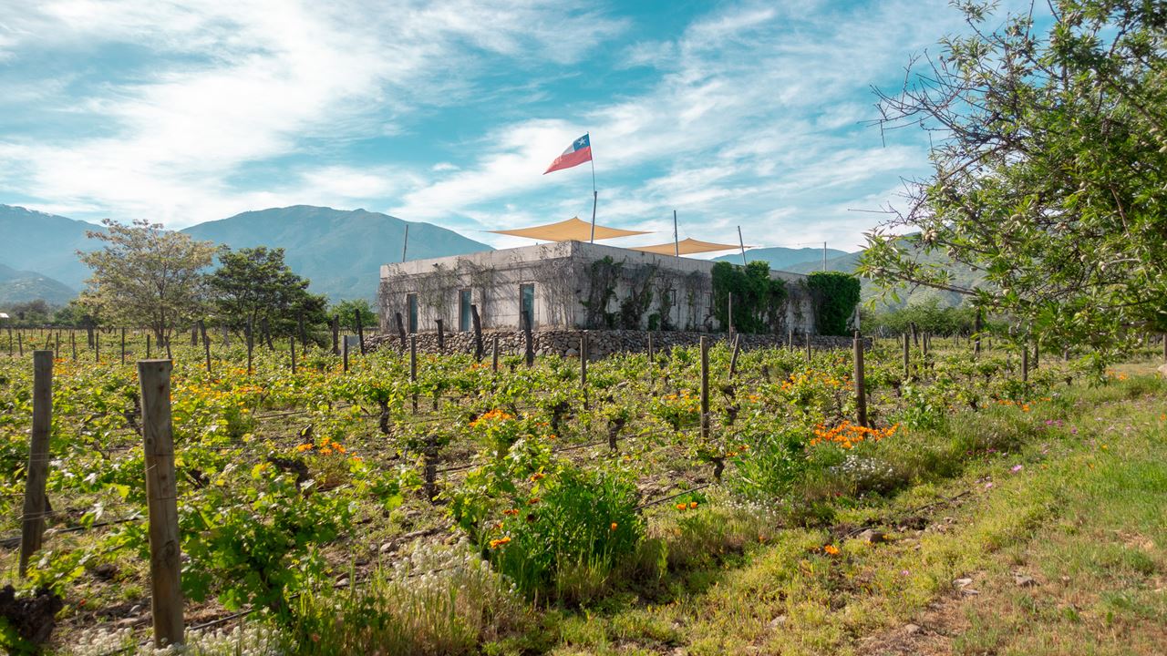 Tour E Degustação De Vinhos - Vinícolas Boutique Do Vale De Casablanca (0)