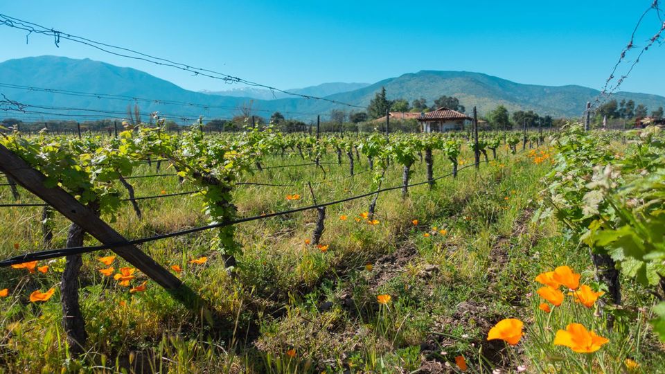 Wine Tour And Tasting - Casablanca Valley Boutique Vineyards foto 4