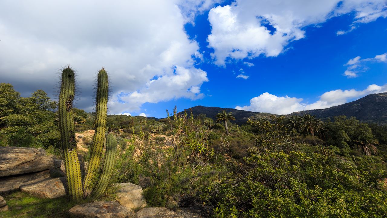 Trekking No Parque Nacional La Campana (4)
